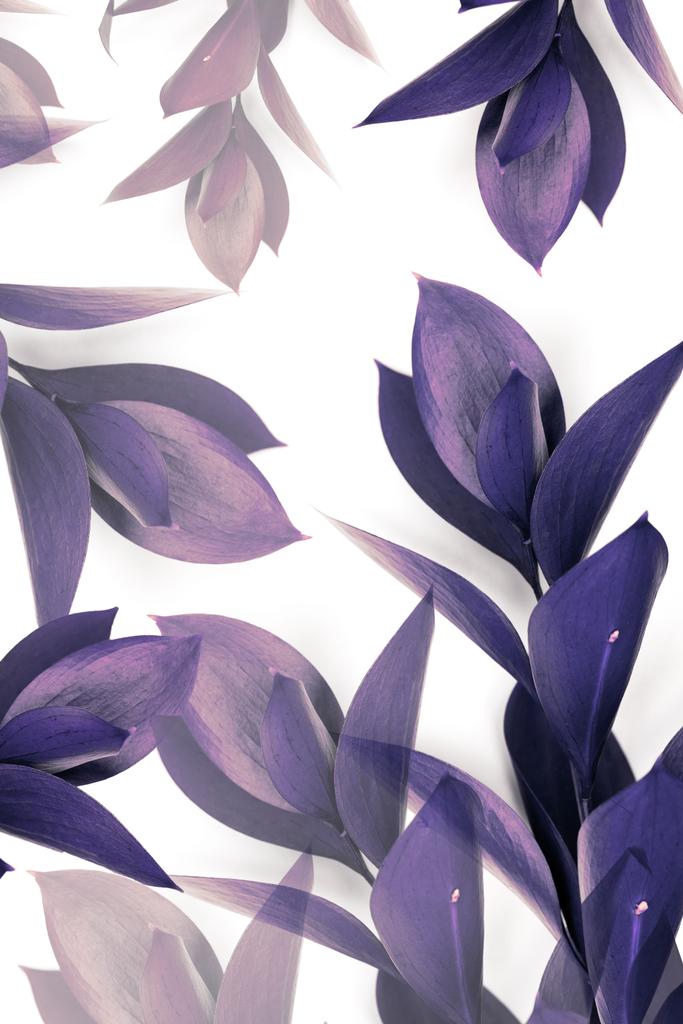 violetti ja ruskea lehdet oksia eristetty valkoinen
  - Valokuva, kuva