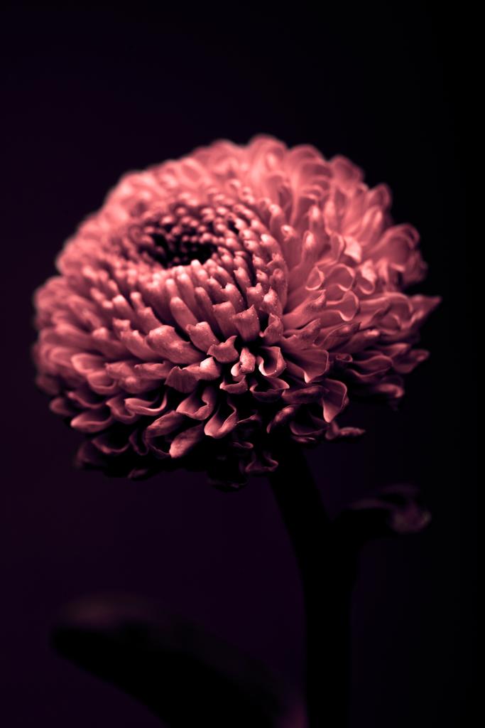 黒に分離された 1 つの美しいブルゴーニュ花 - 写真・画像