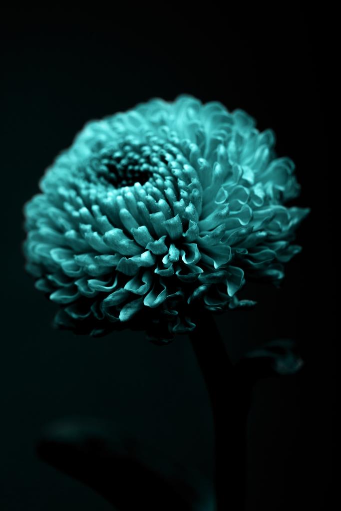 Foto e imagen de stock sin royalties de Una Hermosa Flor De Color Turquesa  Aislada