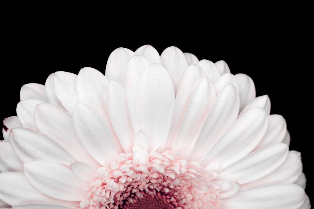 schöne rosa und weiße Gerbera isoliert auf schwarz - Foto, Bild