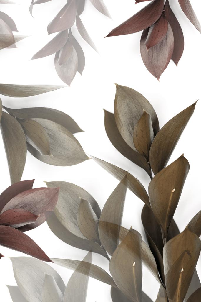 szary i brązowy liści na gałązki na białym tle  - Zdjęcie, obraz