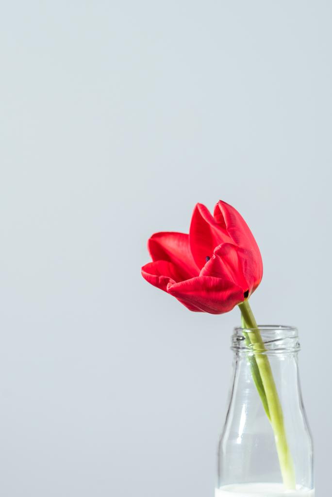 close-up view of beautiful red tulip flower in bottle with milk isolated on grey - Photo, Image