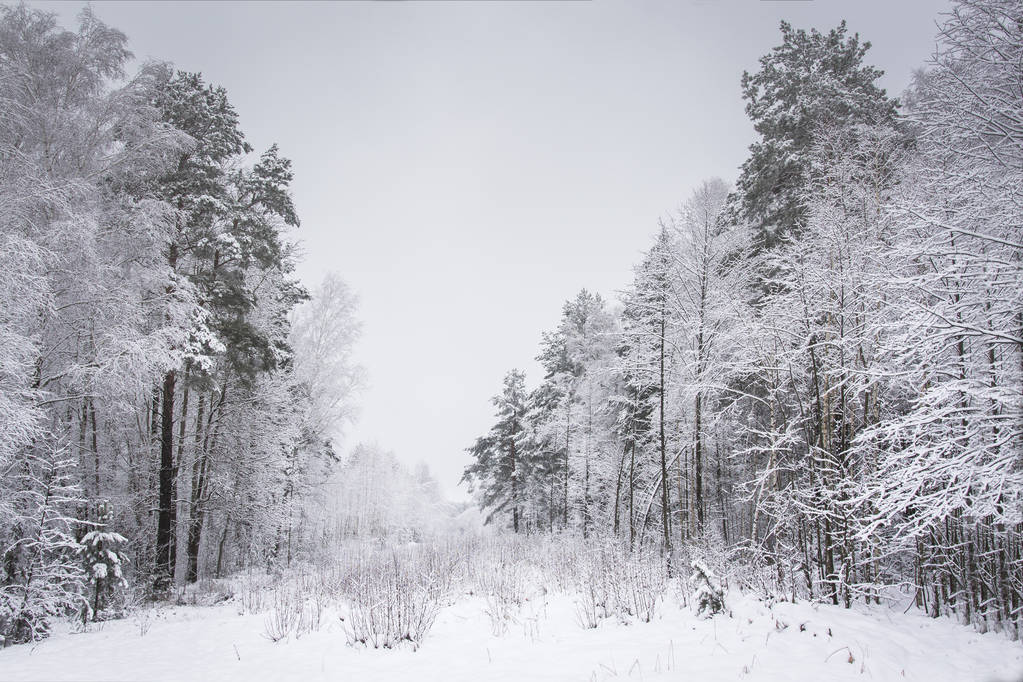 Talvi lumisessa metsässä. Lunta puissa. Talvimaisema. Maisema kylmä luonto hoarfrost oksilla
. - Valokuva, kuva
