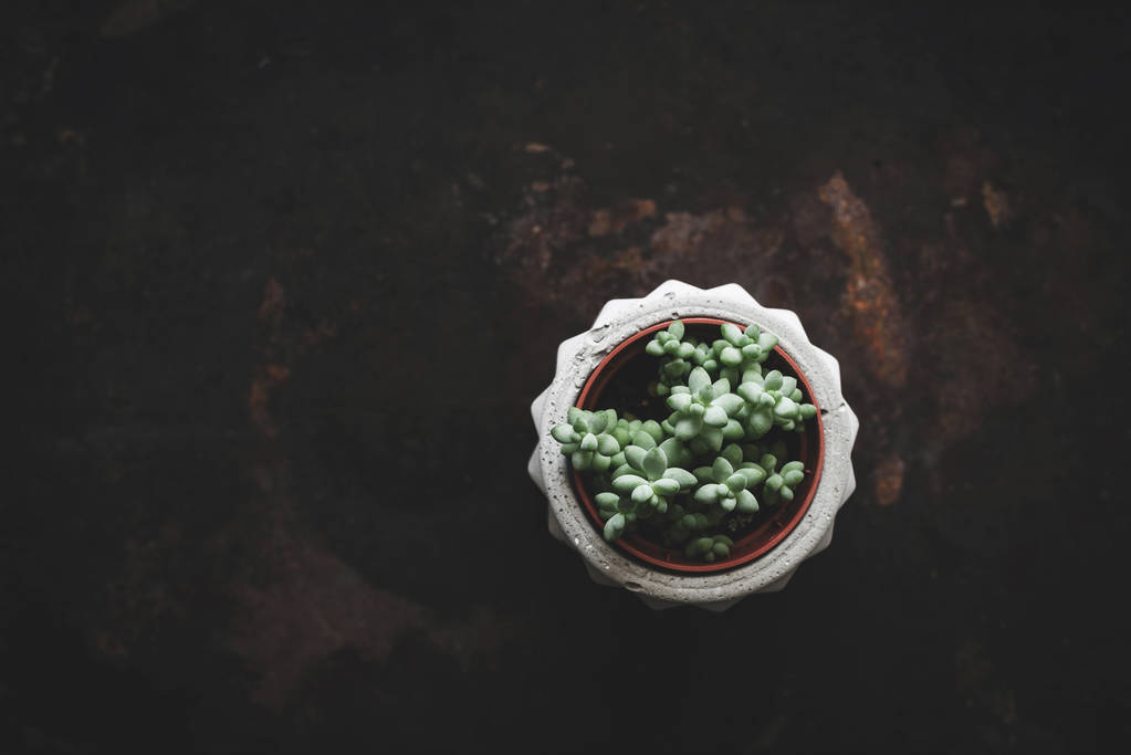 Koyu zemin üzerine beton plantpot etli bitki - Fotoğraf, Görsel