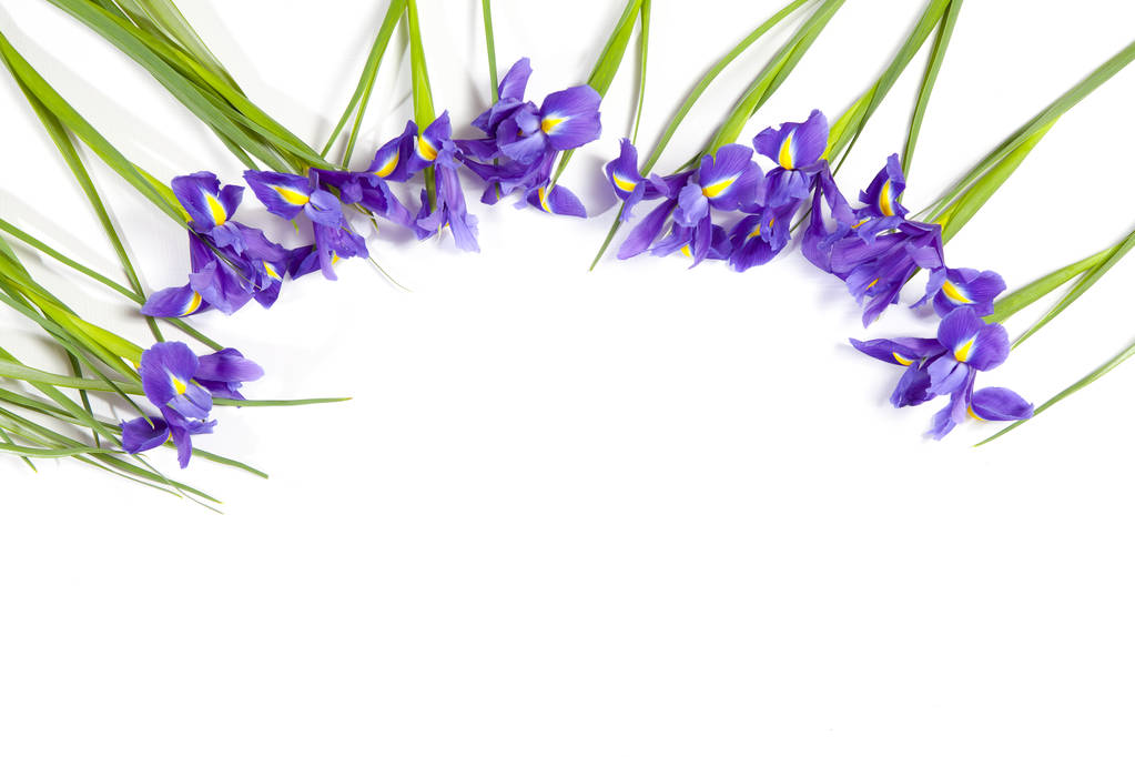 Fioletowe irysy xiphium (bulwiasta iris, Iris sibirica) na białym tle z miejsca na tekst. Widok z góry, płaskie świeckich. Karta z pozdrowieniami świątecznymi na Walentynki, dzień kobiet, dzień matki, Wielkanoc! - Zdjęcie, obraz