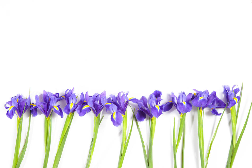 Fioletowe irysy xiphium (bulwiasta iris, Iris sibirica) na białym tle z miejsca na tekst. Widok z góry, płaskie świeckich. Karta z pozdrowieniami świątecznymi na Walentynki, dzień kobiet, dzień matki, Wielkanoc! - Zdjęcie, obraz