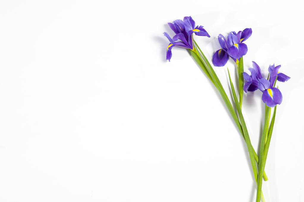 a Violet Irises xiphium (Íris bulbosa, Íris sibirica) sobre fundo branco com espaço para texto. Vista superior, deitado plano. Feriado cartão de saudação para o Dia dos Namorados, Dia da Mulher, Dia das Mães, Páscoa
! - Foto, Imagem