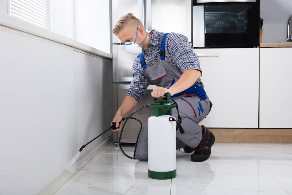 Trabalhador de controle de pragas pulverizador de pesticidas na parede com pulverizador na cozinha
 - Foto, Imagem