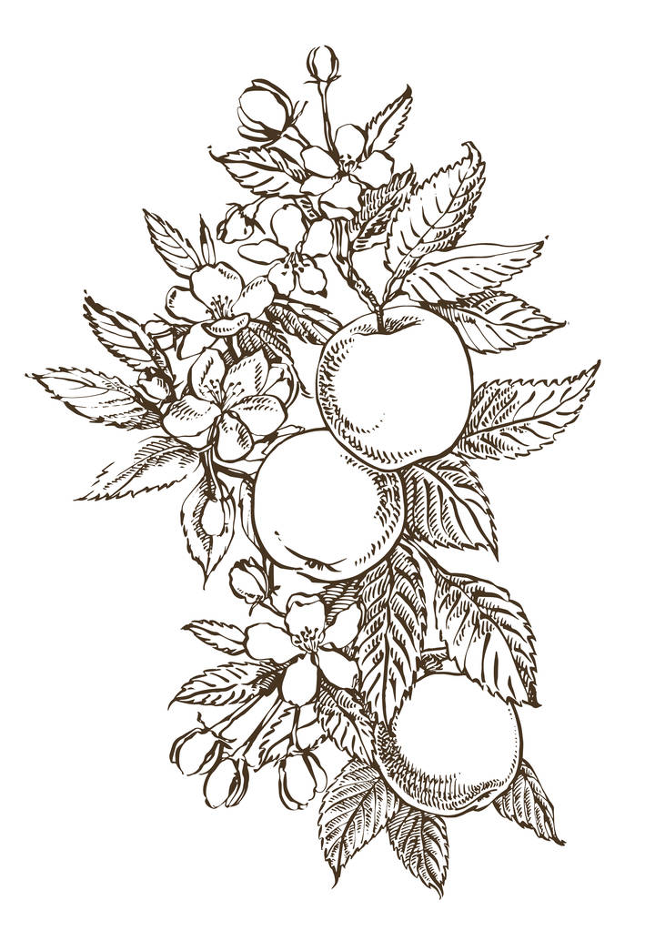 Ручные рисунки с текстурированной иллюстрацией яблока. Винтажная ботаническая ручная иллюстрация. Весенние цветы яблони
. - Вектор,изображение