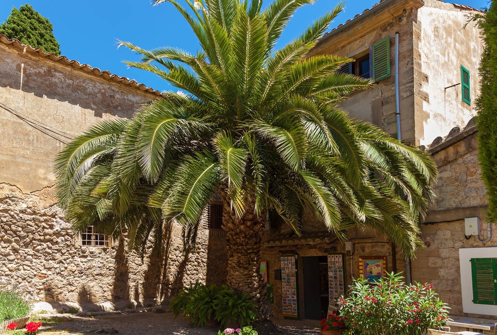 green palm tree near the stone house of spain Palma de Mallorca, - Photo, Image