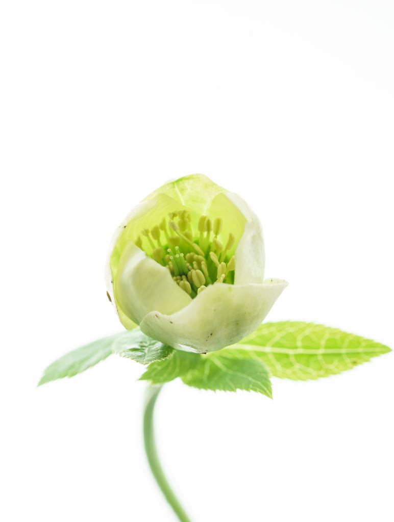 belle fleur d'hellébore sur le blanc
 - Photo, image