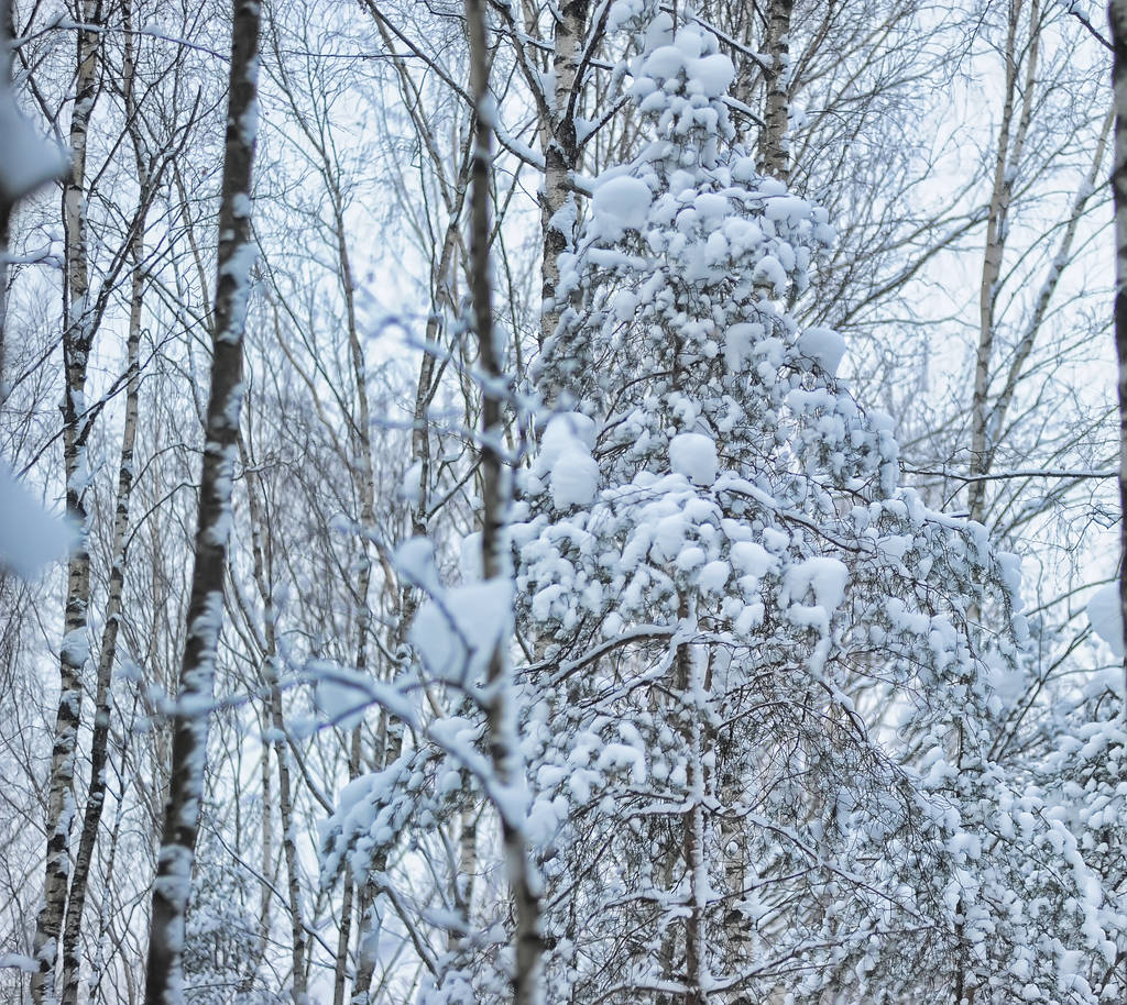 prachtig besneeuwde bos na een sneeuwval - Foto, afbeelding