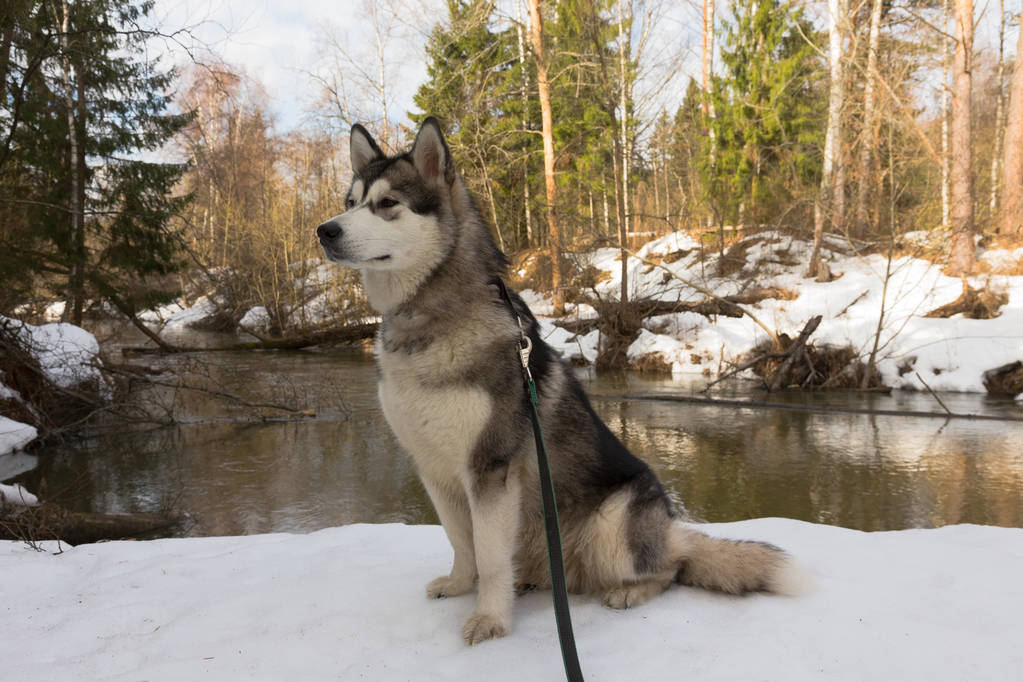 Dog breed alaskan malamute in a snowy forest - Photo, Image