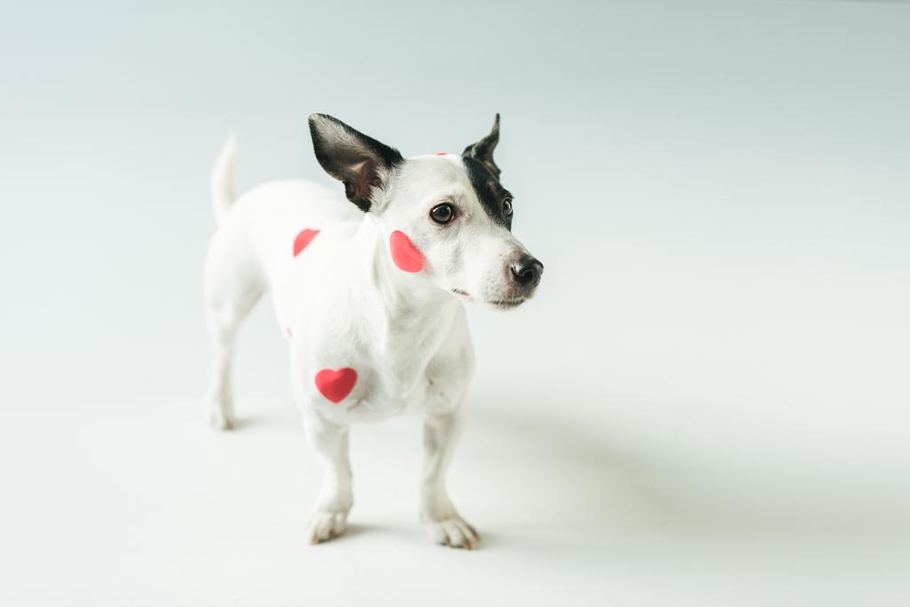 αστείο σκύλο σε κόκκινες καρδιές για την ημέρα του Αγίου Βαλεντίνου, σε λευκό - Φωτογραφία, εικόνα