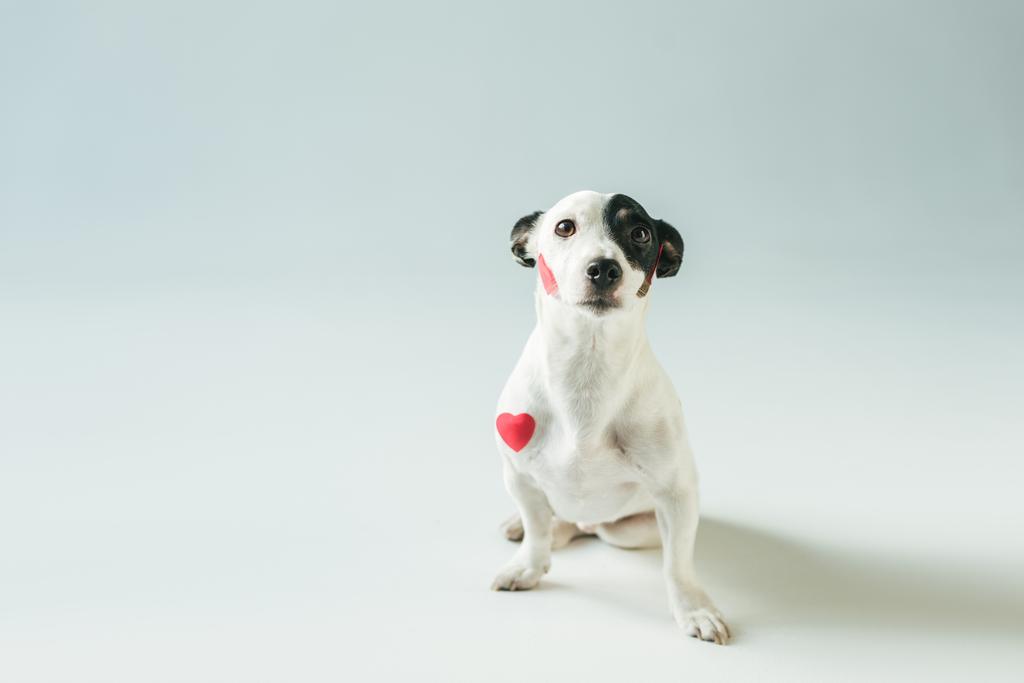 かわいいジャック ラッセル テリア犬白 赤の心で ロイヤリティフリー写真 画像素材