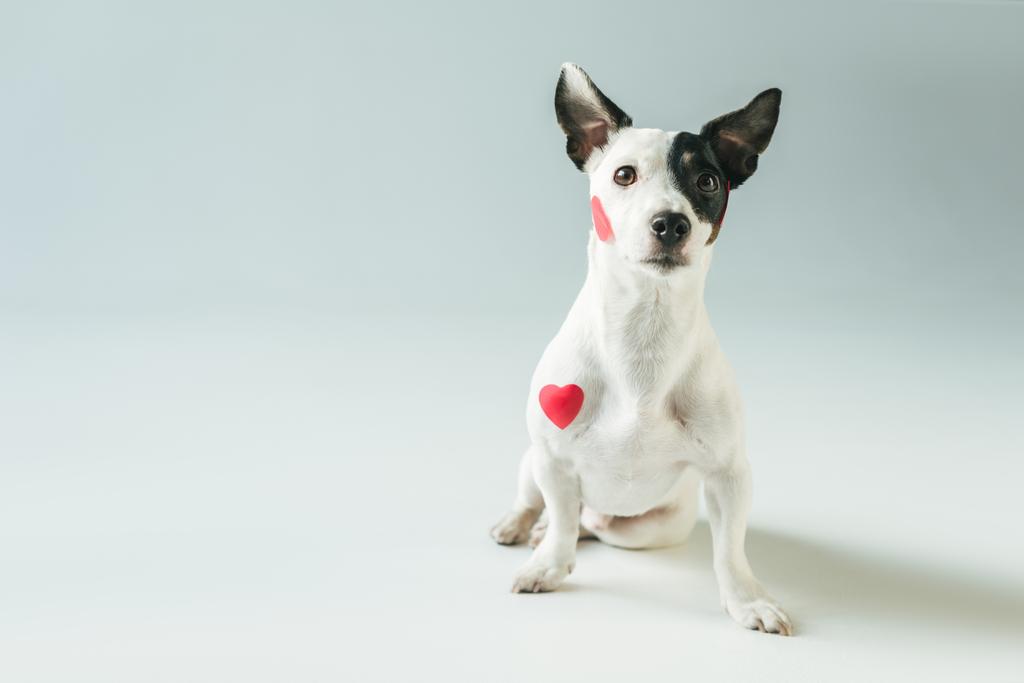 Funny Jack Russell Terrier Dog In Red Free Stock Photo and Image