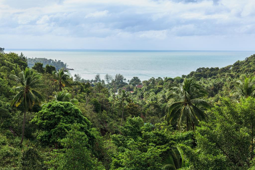 trópusi - Fotó, kép