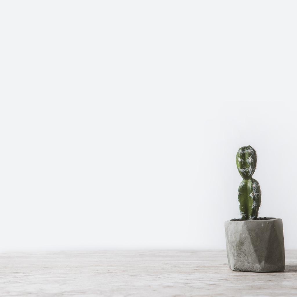 one potted cactus on marble table on white  - Photo, Image
