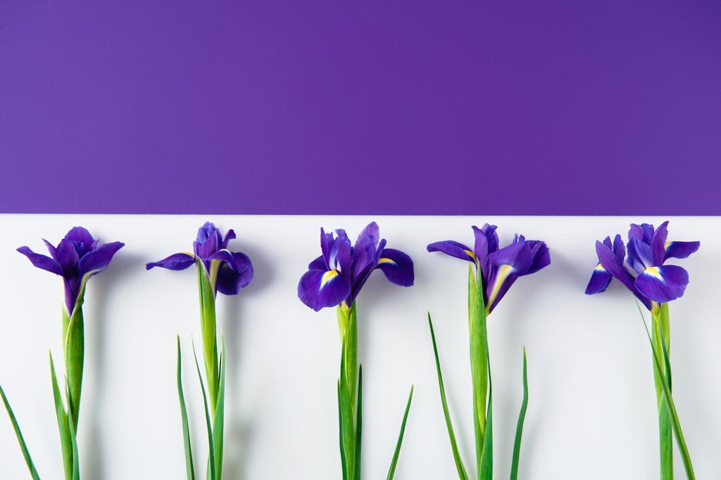 vista superior de las flores del iris sobre el iris partido a la mitad y la superficie blanca
 - Foto, imagen