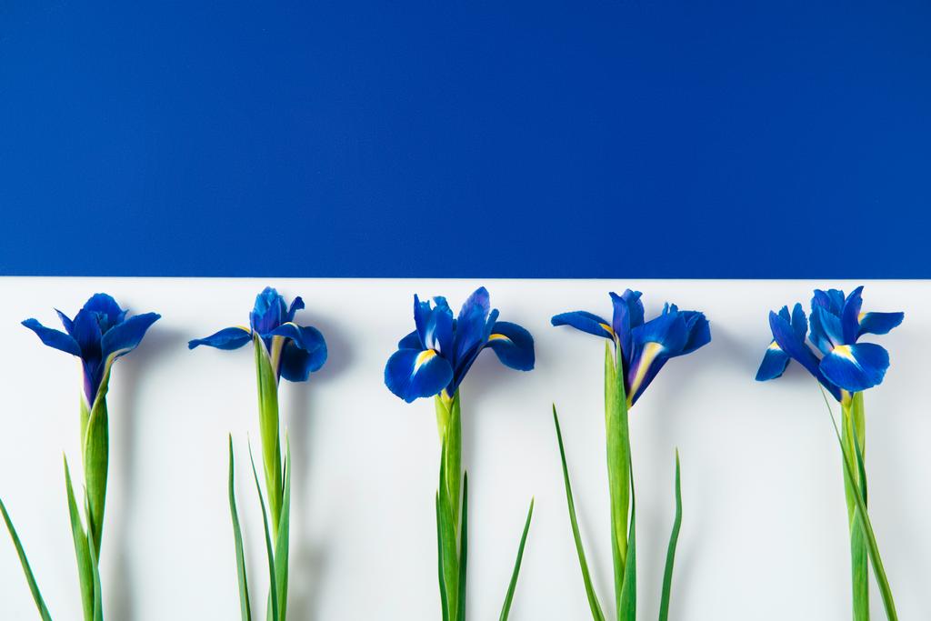 Plochá laických složení iris květin na rozpůlené modrý a bílý povrch - Fotografie, Obrázek