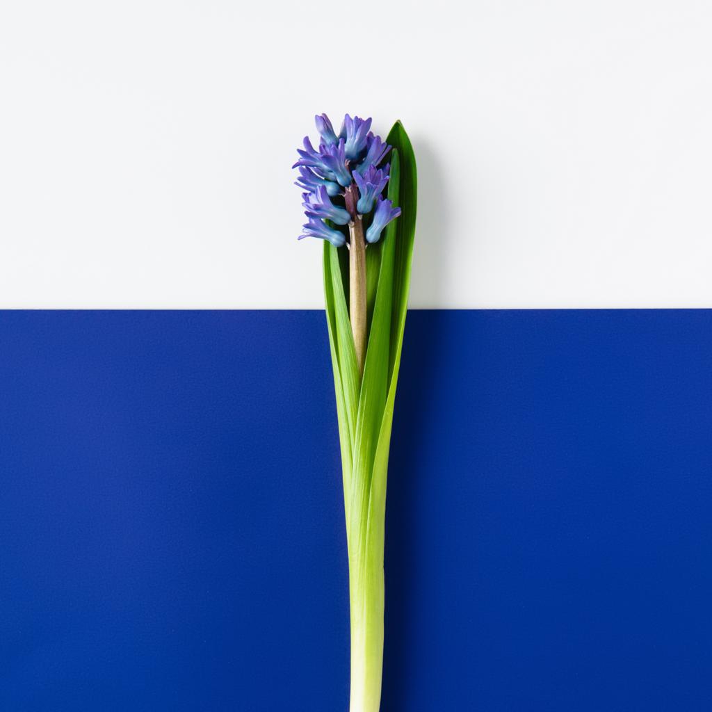 vue de dessus de belles fleurs de jacinthe sur la surface bleue et blanche coupée en deux
 - Photo, image