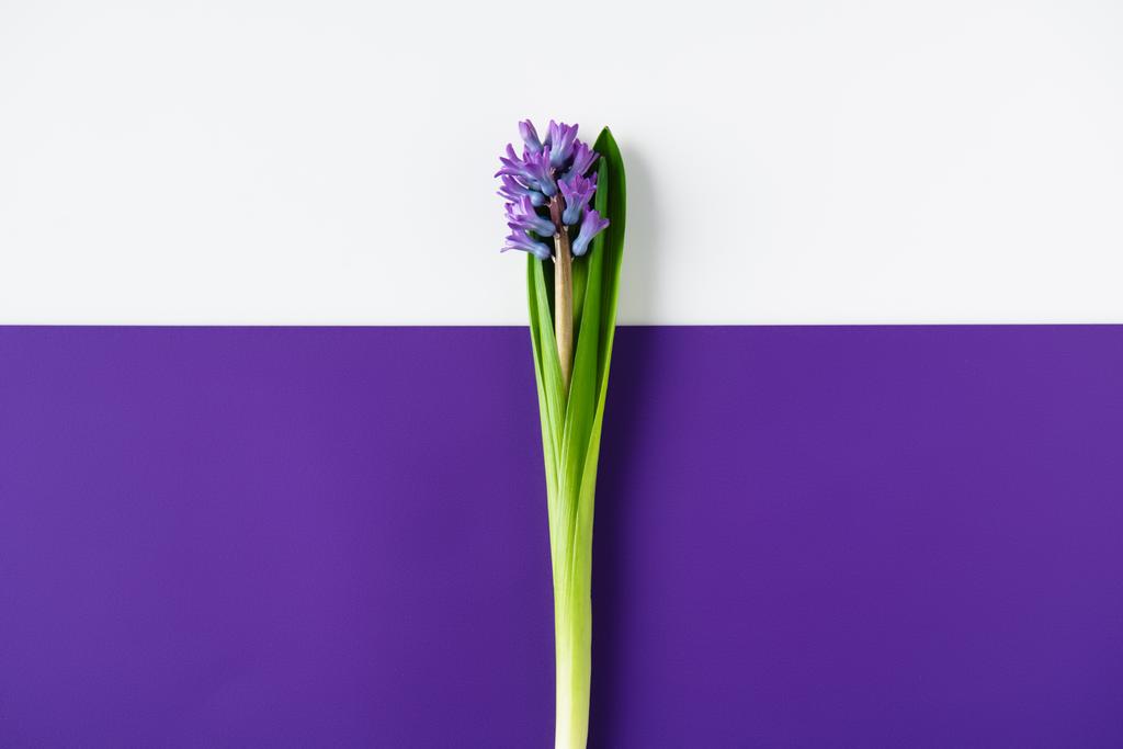 το Top view λουλούδια υάκινθων διχοτομημένα μοβ και λευκή επιφάνεια - Φωτογραφία, εικόνα