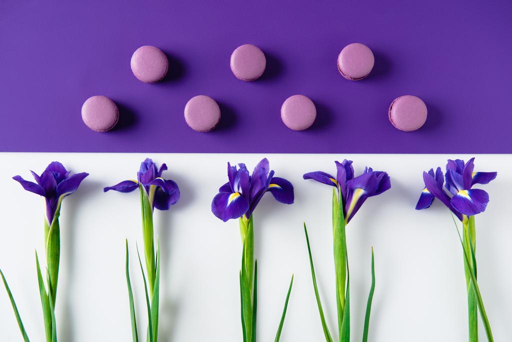 composición laica plana de flores de iris con deliciosas galletas macaron en la superficie púrpura y blanca
 - Foto, imagen
