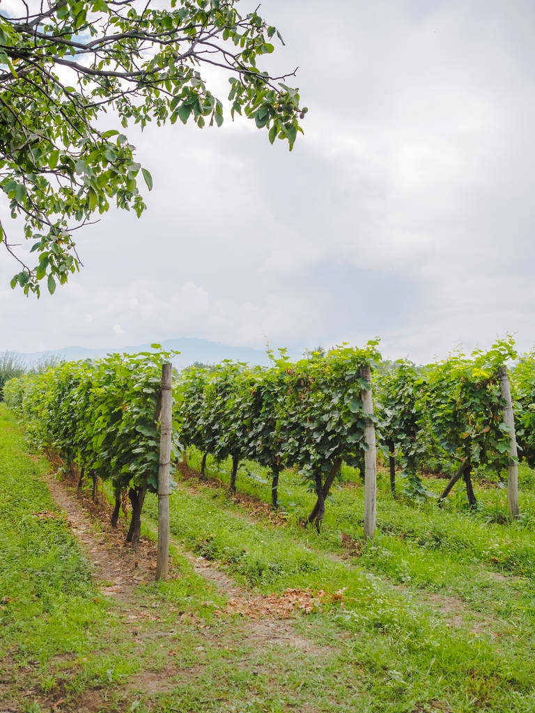 szőlőültetvény - Fotó, kép