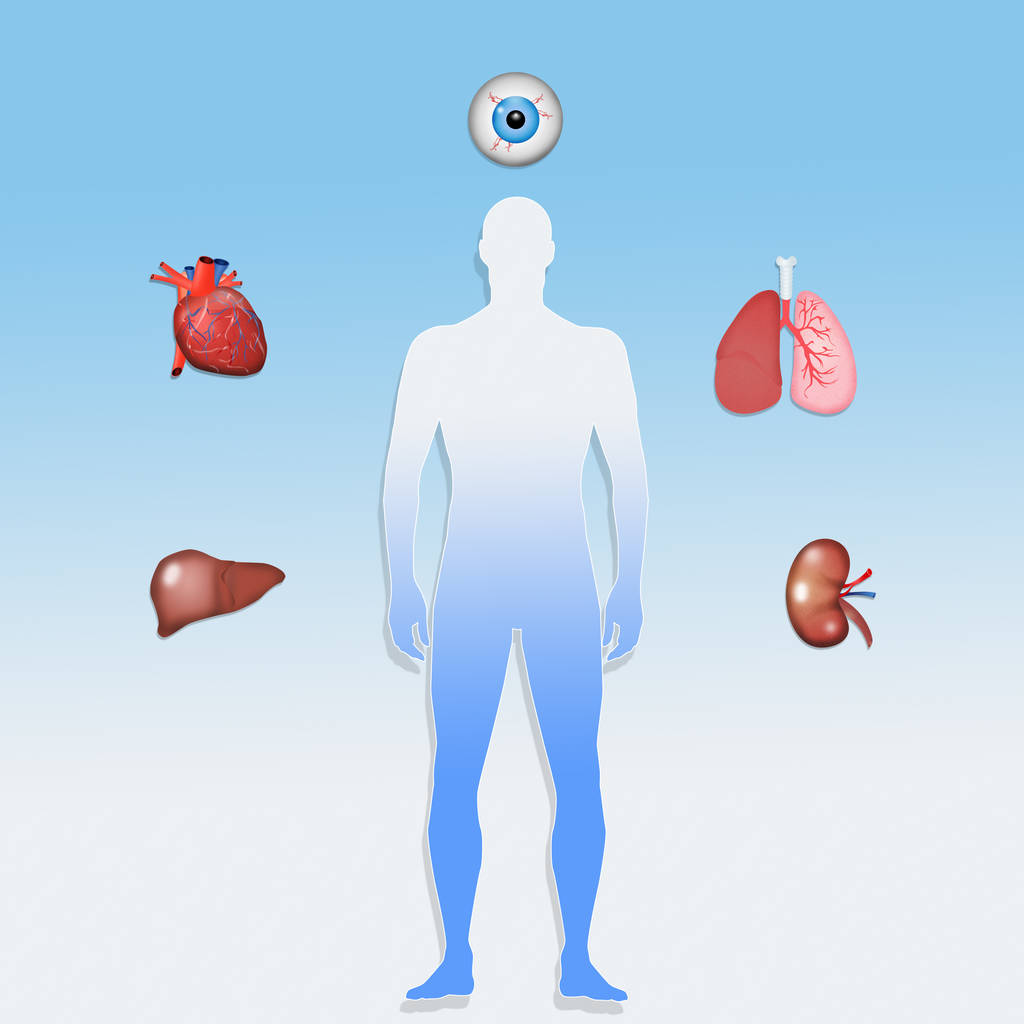 illustration of organ donor for transplant - Photo, Image