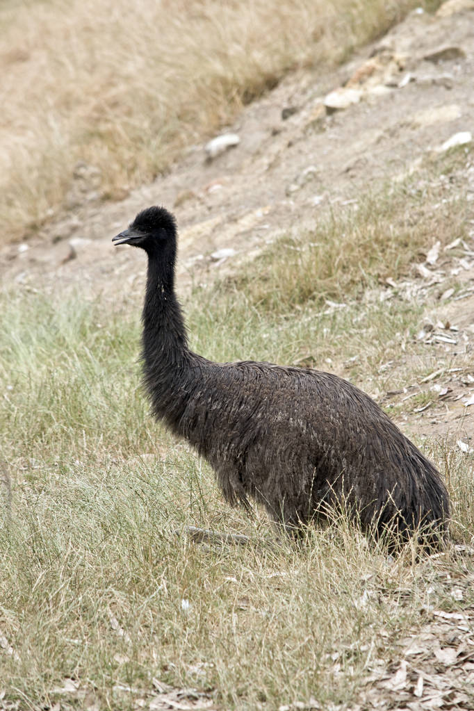 Un giovane emù
 - Foto, immagini