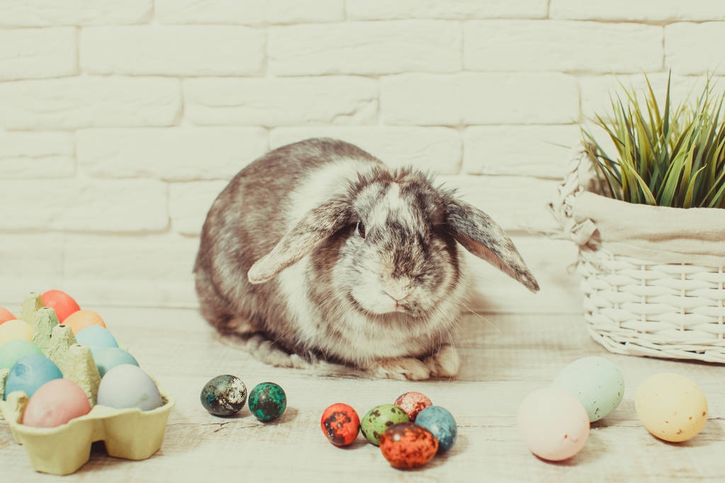 Conejo de Pascua en casa
 - Foto, imagen