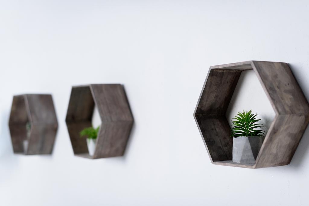 grüne Topfpflanzen auf Holzregalen an der Wand - Foto, Bild