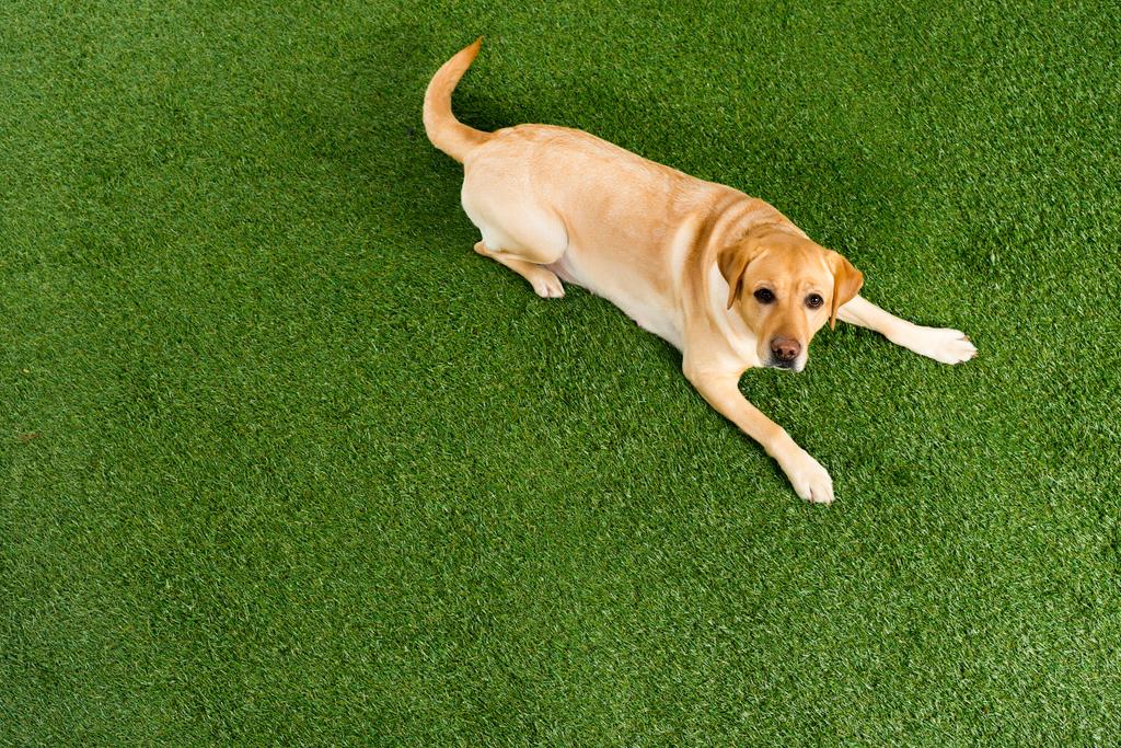 Widok z góry z golden retriever pies leżący na zielonej trawie - Zdjęcie, obraz