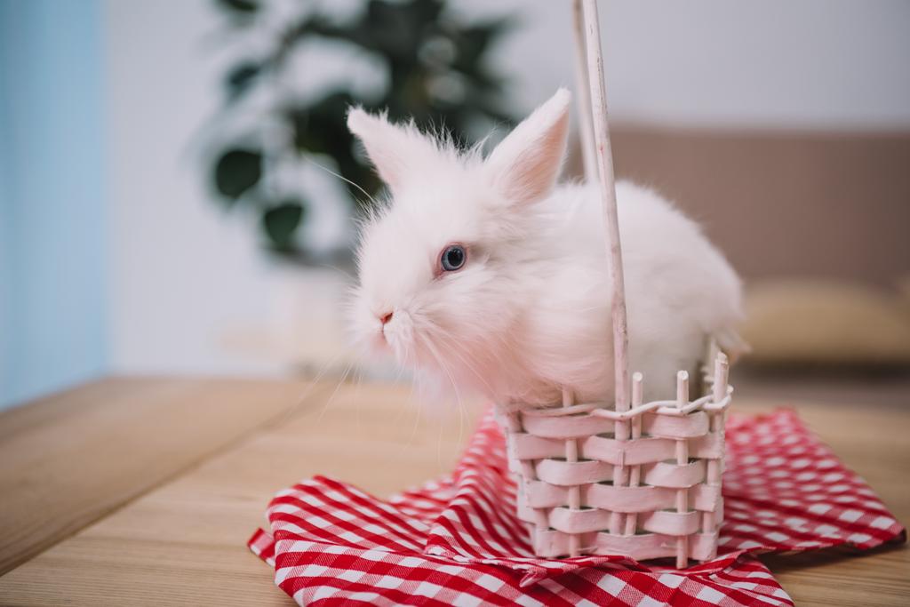 lindo conejo de Pascua blanco sentado en la cesta
 - Foto, imagen