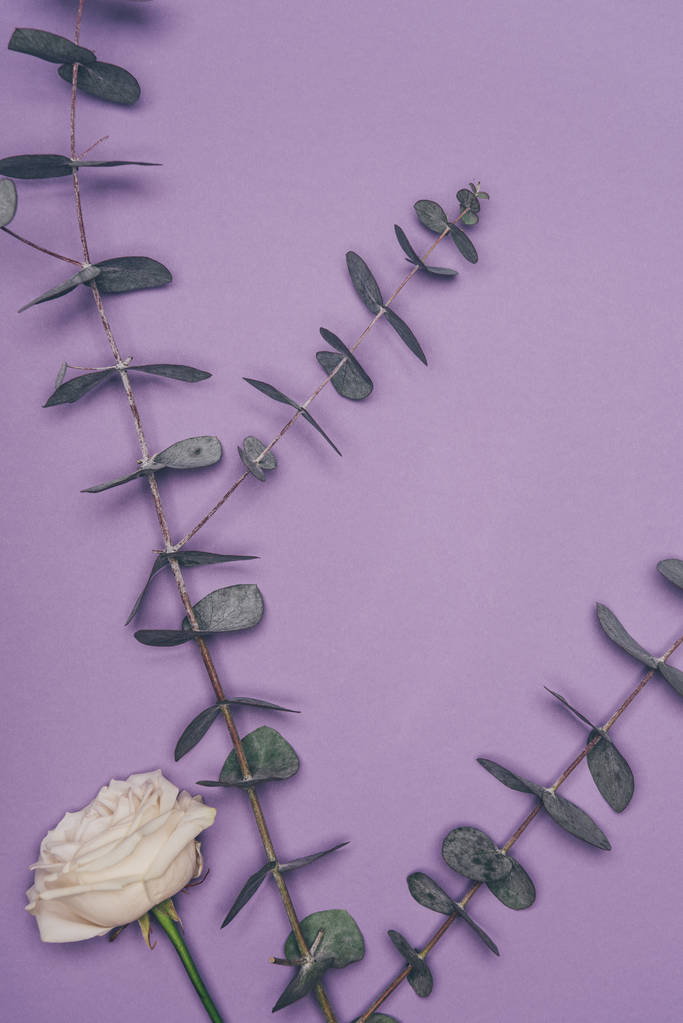 top view of arranged flower and green eucalyptus leaves isolated on purple  - Photo, Image