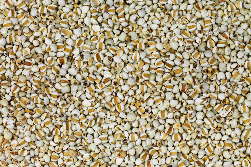 クローズ アップ感乾燥中国パール大麦、ハトムギ粒、ハトムギ雑穀として知られています。 - 写真・画像