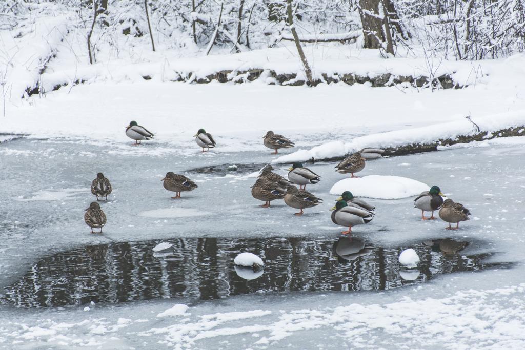 ducks on frozen pond in snowy park - Photo, Image