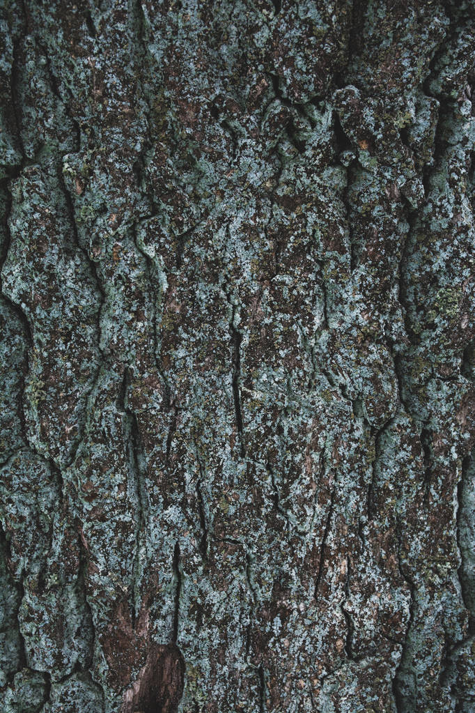 repedt durva barna és türkiz fa kéreg háttér - Fotó, kép