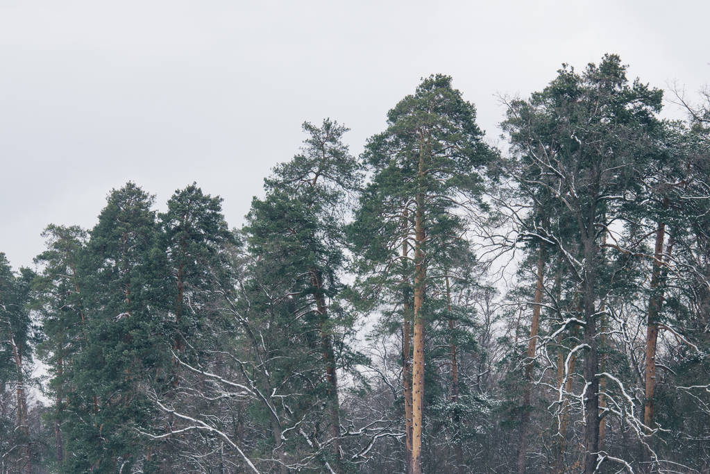vysoká zelených borovic v zasněženém lese - Fotografie, Obrázek