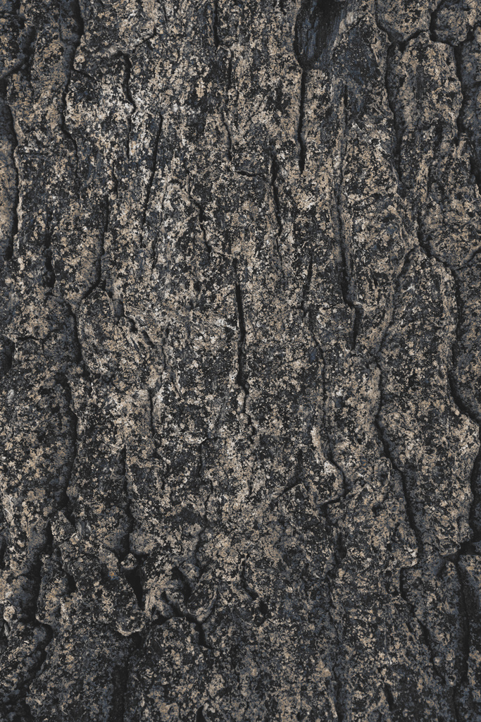 incrinato rozzo albero corteccia sfondo
 - Foto, immagini