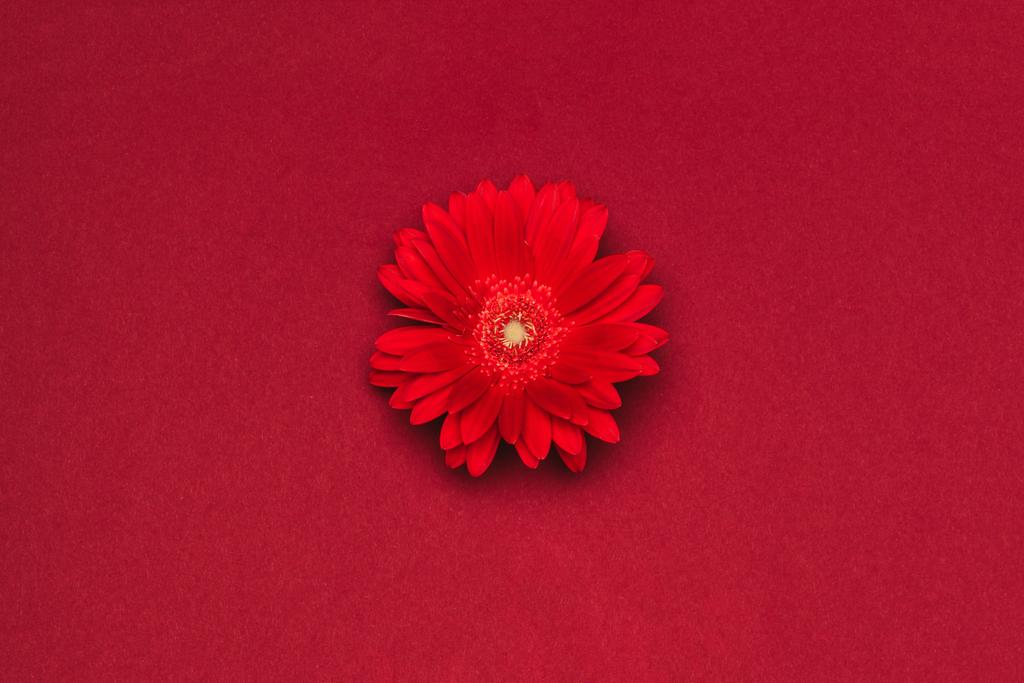 vista da vicino di bel fiore rosso isolato su rosso
 - Foto, immagini