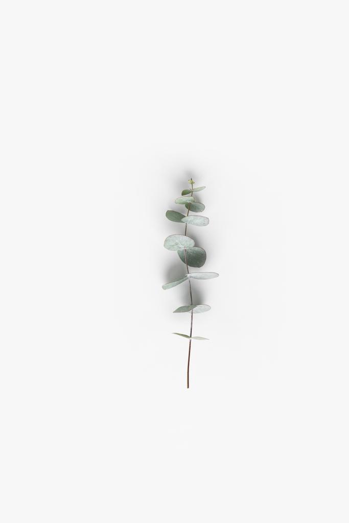 Widok z bliska roślin z zielonymi liśćmi eukaliptusa na biały blat - Zdjęcie, obraz