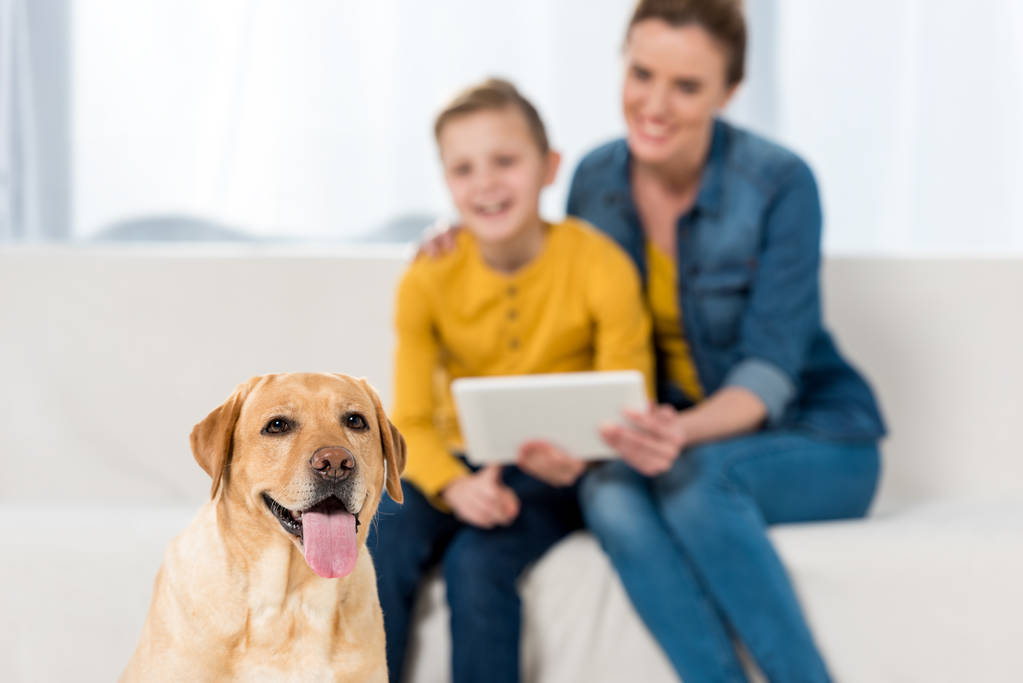 幸せな母と息子の前景に床に座って犬と一緒にタブレットを使用して - 写真・画像