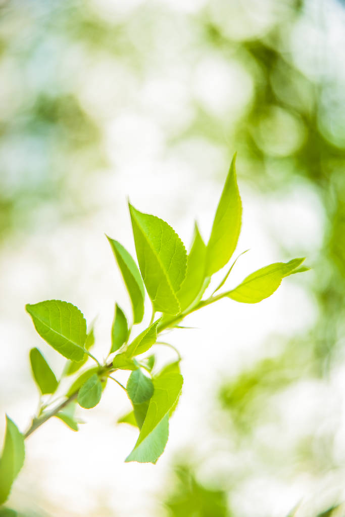  foglie verdi. Close up vista natura di foglie verdi
 - Foto, immagini