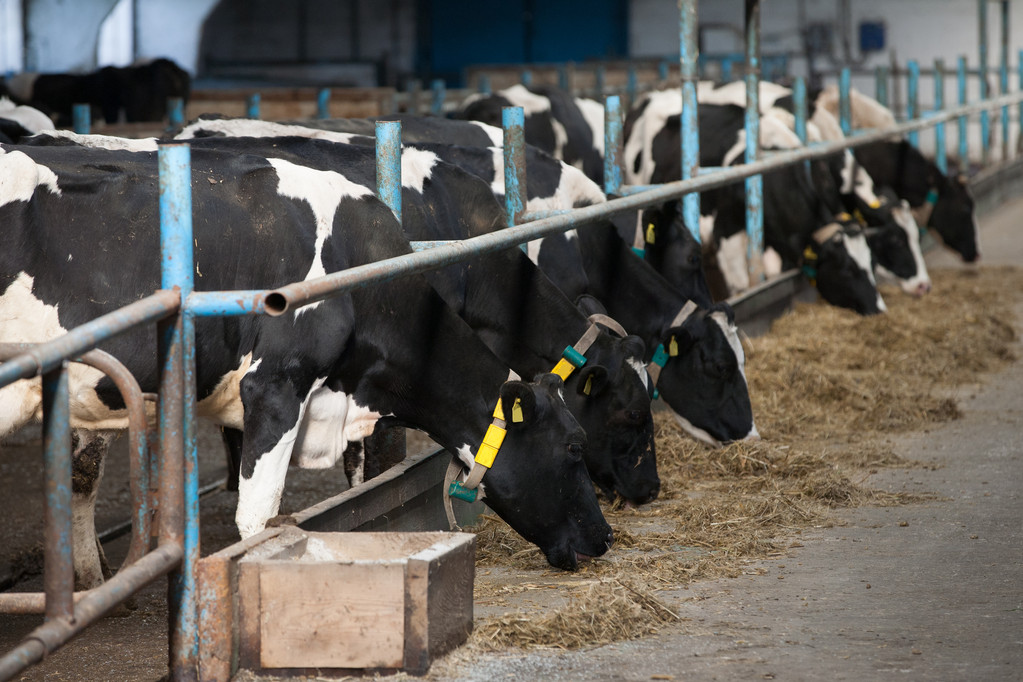 αγελάδες σίτιση σε μεγάλο βουστάσιο - Φωτογραφία, εικόνα