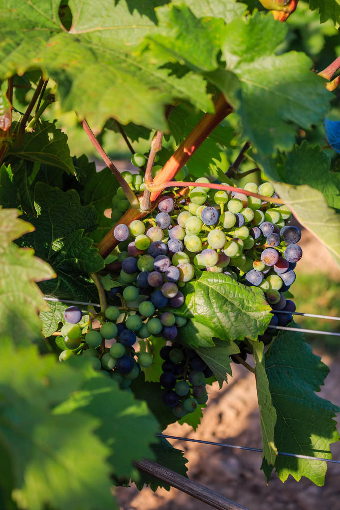 Close-ups van de druiven in een wijngaard - Foto, afbeelding