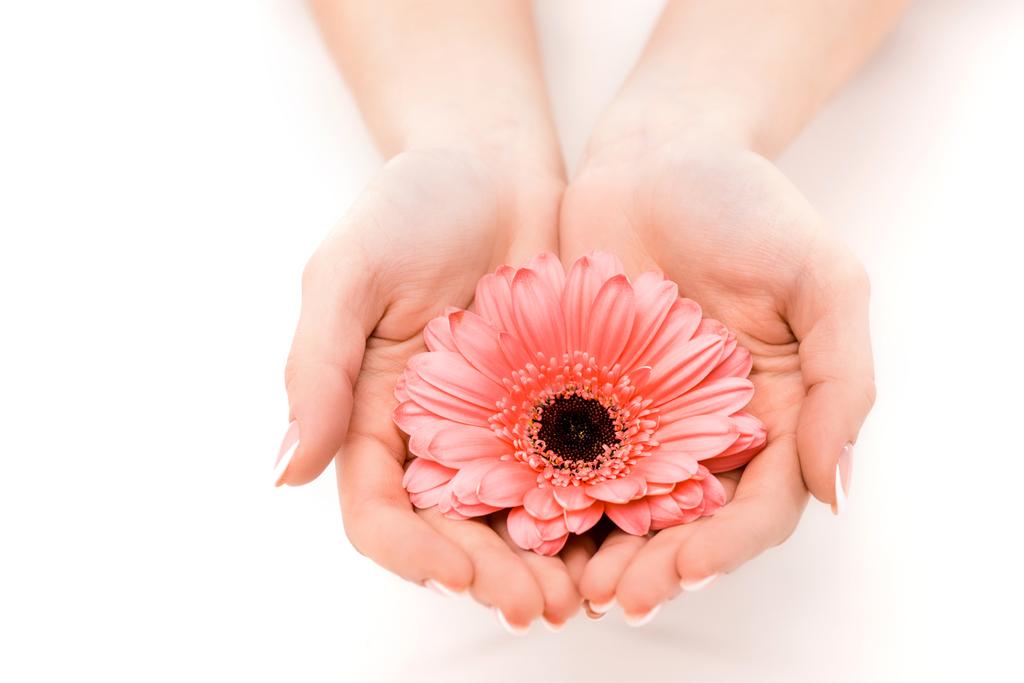 rajattu näkymä kädet tilalla gerbera kukka, eristetty valkoinen
 - Valokuva, kuva