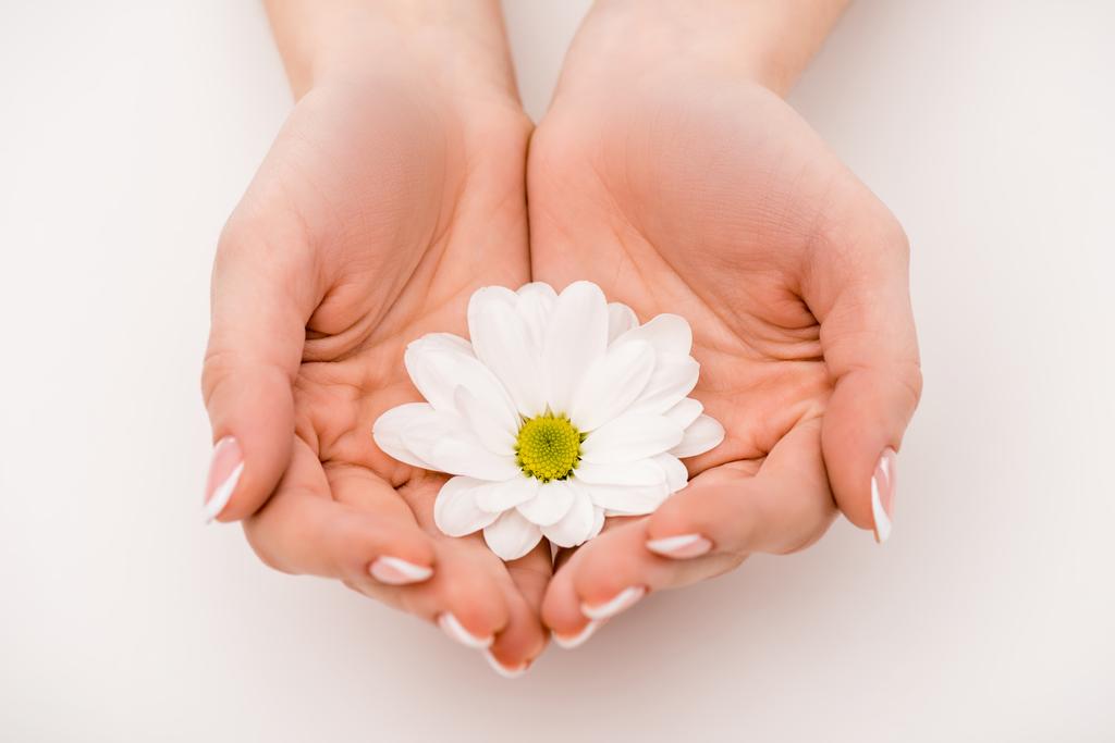 fehér daisy, elszigetelt fehér kézzel vágott megtekintése - Fotó, kép