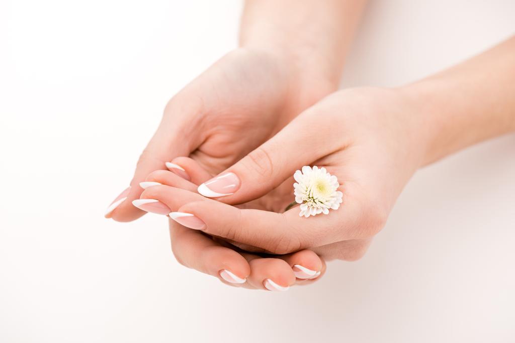 částečný pohled dívky s přírodní manikúru držení daisy, izolované na bílém - Fotografie, Obrázek