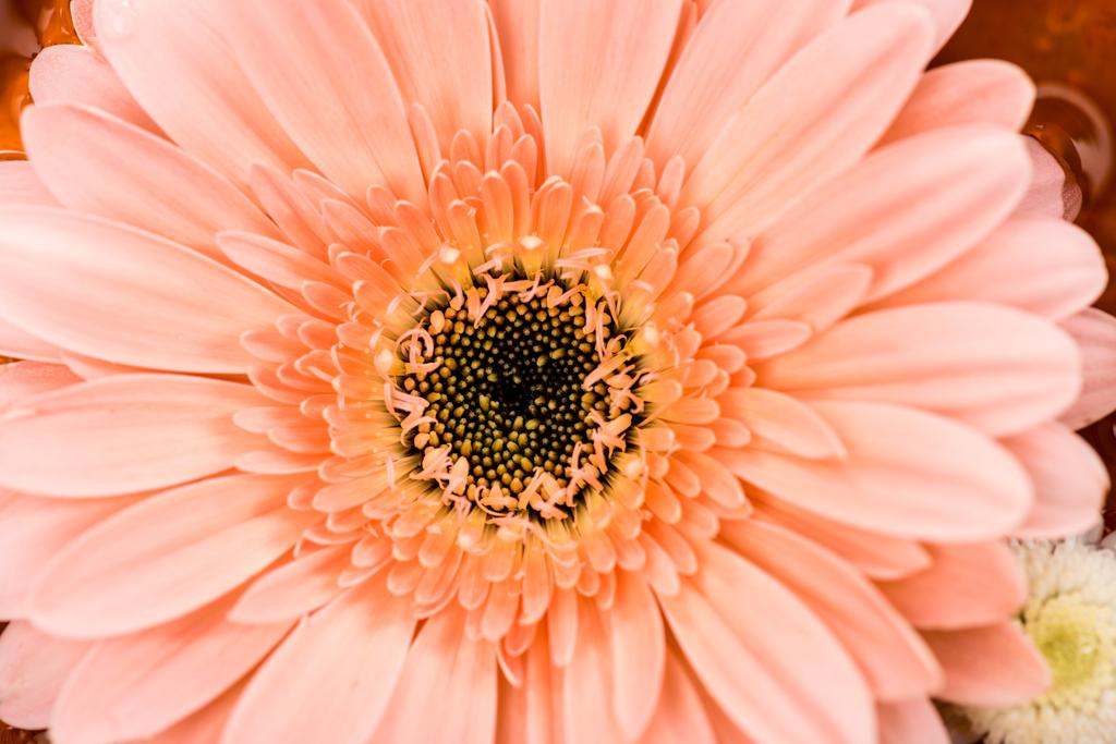 zbliżenie różowy gerbera kwiat - Zdjęcie, obraz